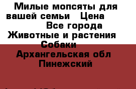 Милые мопсяты для вашей семьи › Цена ­ 20 000 - Все города Животные и растения » Собаки   . Архангельская обл.,Пинежский 